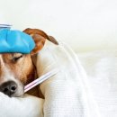 더파크동물의료센터 이미지