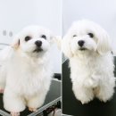 나리펫살롱 이미지