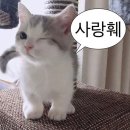 채윤상사 | Lost in Summer State of Mind