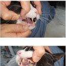 온아동물의료센터 이미지