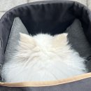 이로애견미용실 이미지