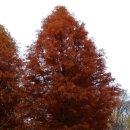 호수정감 이미지