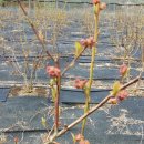 청산 블루베리 이미지