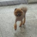 레오그루밍 이미지