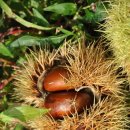 밤의 효능과 부작용 이미지