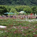 부산지회 울산태화강 작약축제 이미지