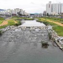 대전천 이미지