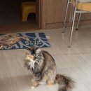 서신종로약국 | [전주 서신종로약국] 고양이 심장사상충 약, 애드보킷 대신 ‘폴리캅’ 써봤어요! #내돈내산