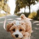 쿨독동물병원 | 폭염 야외산책 필수 체크리스트