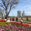 서서울(서울)졸음쉼터 | 서울 응봉역 용비쉼터 튤립 축제 후기