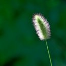 강아지풀 - 보령시 남대천로 96 | 강아지풀