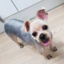 이쁘개 이동미용 이미지