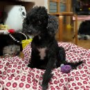 24시 위드유 동물의료센터 이미지