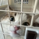 하나켄넬 | 🐈 릿첼 캠핑 켄넬 더블도어 6개월 실사용 후기! (feat. 고양이 이동장 정착템)