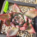 부영다육농장 이미지