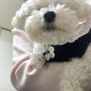 어울리개 이미지