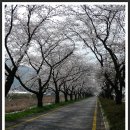 송광사&벚꽃길 이미지