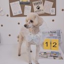 알콩달콩 애견미용실 이미지