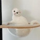 설기조아 이미지