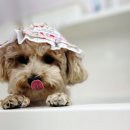 다올 그루밍 이미지