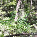 넝쿨건강원