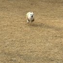 멍멍이가 있는 집 | (제주 조천읍)도그렉스 애견카페 솔직 후기 초대형 운동장 + 수영장까지 있는 반려견 천국