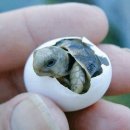 거북이 PC 이미지