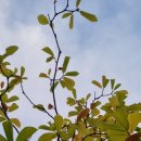 도원우체국앞 이미지