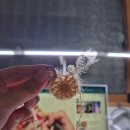 코바늘 초보를 위한 수세미뜨기 | 가장의 도전기] 뜨개질 10 / 팬케이크 수세미 뜨기 (코바늘) (부제: 코가 있었는데요, 없었습니다?)(25...