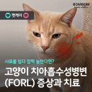 봄봄동물병원 네이버블로그