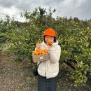 만다리노 | 제주 조천읍 만다리노 카페 추천후기(감귤체험 시기, 비용, 소품) / 내돈내산