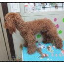 복슬 강아지미용실 이미지