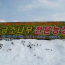 황금소나무농원 이미지