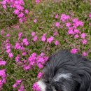 꽃이될개 이미지