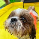 놀러오개 애견 유치원 애견 호텔 이미지