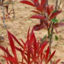 Photinia glabra '가느다란' 이미지