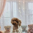 밀리아 펫살롱 이미지