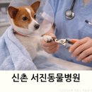두남자동물병원 | 신촌 서진동물병원 강아지 발톱깎인 후기