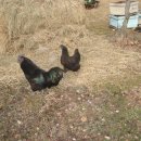 꼬꼬 한마리 이미지