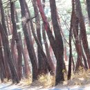 소나무풍경 이미지