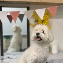 트리멍마마 이미지