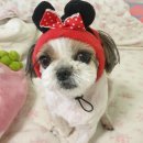 스토리펫(Story pet) | 노령견 강토와의 삶이 만든 변화, pet-link 냉난방 유모차 탄생 스토리 2화