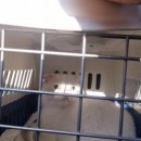 오묘 고양이카페호텔미용 | 대구고양이무마취미용 오묘고양이카페호텔미용