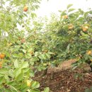 곡성-171 이미지