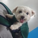 상일 쓰담쓰담 동물병원 이미지