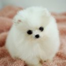 복실복실 이미지