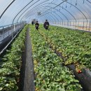 농장 | 남양주 딸기 체험농장 기쁨 딸기 체험농장 재방문 후기