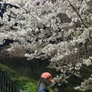 중촌초교 | 수원 벚꽃 명소 추천 | 현재 개화 상태, n년간 방문한 후기