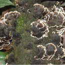 운지버섯에 함유된 유용한 성분 이미지