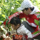 전남 청년 농업인-＜44·보성 ‘싱싱농원’ 정경모 대표＞ 방울토마토 스마트 마케팅으로 억대부농 꿈 이뤄 이미지